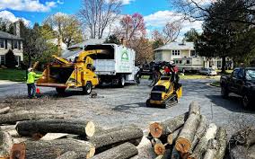 Best Lawn Dethatching  in Louise, TX