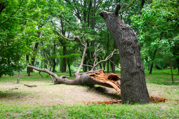 Best Seasonal Cleanup (Spring/Fall)  in Louise, TX