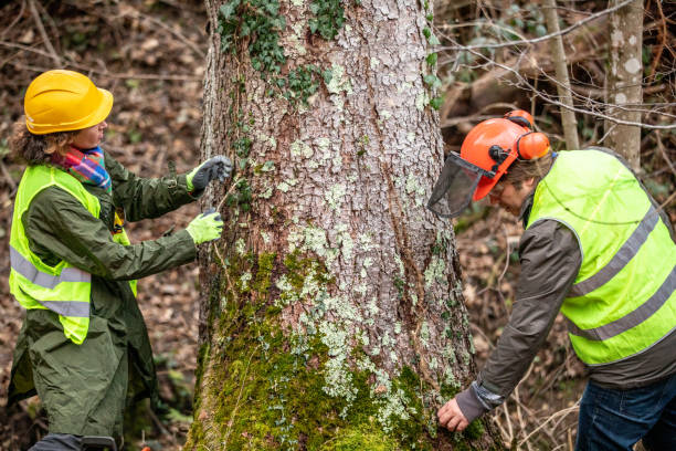 How Our Tree Care Process Works  in  Louise, TX