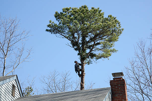 Best Tree Trimming and Pruning  in Louise, TX