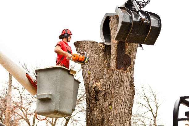 Best Fruit Tree Pruning  in Louise, TX